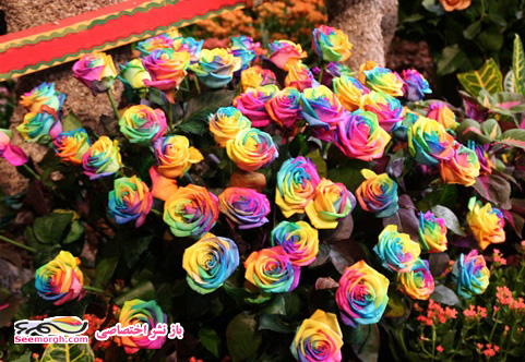 Rainbow roses7