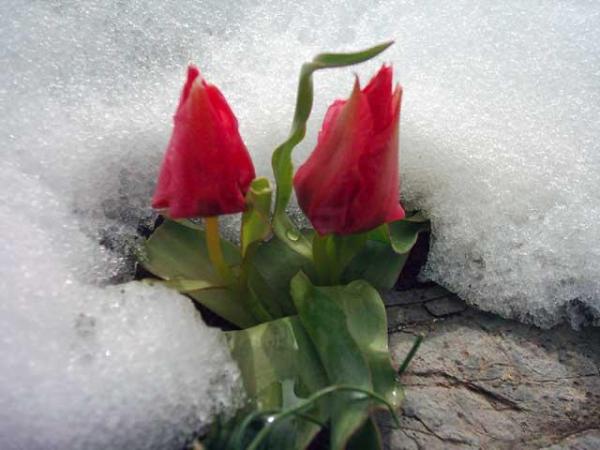 snowy flowers