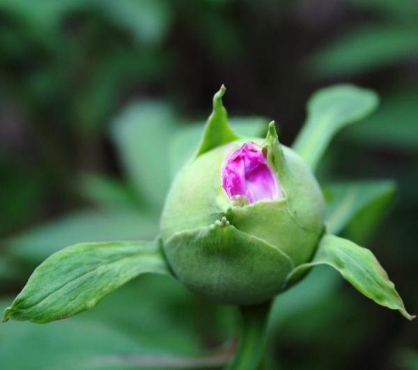 web bud opening